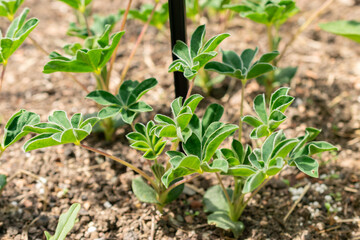 White lupin or Lupinus Albus plant in Zurich in Switzerland