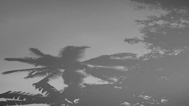 Monochrome coconut tree silhouette on moving water on a pool represents peace environment in a countryside 