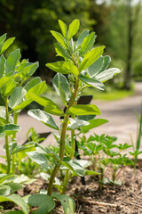 Broad bean or Vicia Faba plant in Zurich in Switzerland