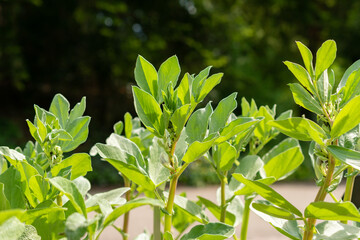 Broad bean or Vicia Faba plant in Zurich in Switzerland