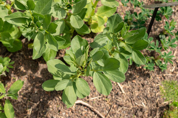 Broad bean or Vicia Faba plant in Zurich in Switzerland