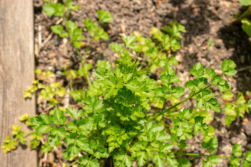 Parsley or Petroselinum Crispum plant in Zurich in Switzerland