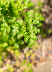Parsley or Petroselinum Crispum plant in Zurich in Switzerland