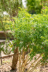 Common rue or Ruta Graveolens plant in Zurich in Switzerland