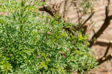 Common rue or Ruta Graveolens plant in Zurich in Switzerland