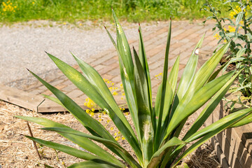 Sisal or Agave Sisalana plant in Zurich in Switzerland