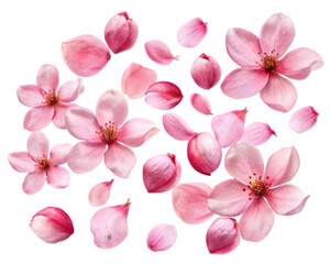 Set of Pink Cherry Blossom Petals, Isolated on White Background, Ideal for Floral and Botanical Design Projects	