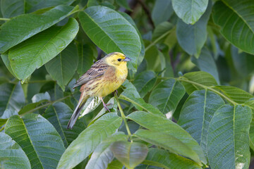 yellowhammer Emberiza citronella perching in vegetation