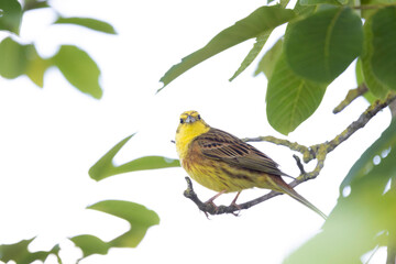 yellowhammer Emberiza citronella perching in vegetation