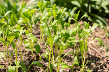 Safflower or Carthamus Tinctorius plant in Zurich in Switzerland