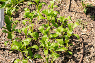 Safflower or Carthamus Tinctorius plant in Zurich in Switzerland