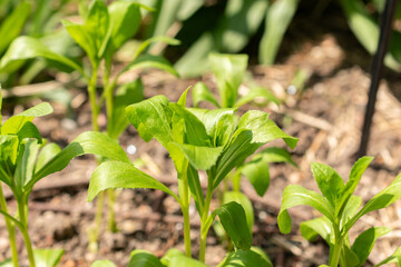 Safflower or Carthamus Tinctorius plant in Zurich in Switzerland
