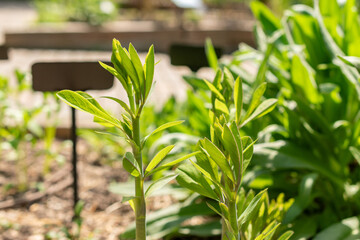 Baptisia Australis plant in Zurich in Switzerland