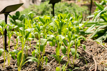 Safflower or Carthamus Tinctorius plant in Zurich in Switzerland
