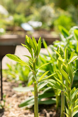 Baptisia Australis plant in Zurich in Switzerland