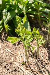 Baptisia Australis plant in Zurich in Switzerland
