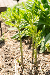 Baptisia Australis plant in Zurich in Switzerland