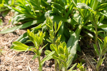 Obraz premium Baptisia Australis plant in Zurich in Switzerland