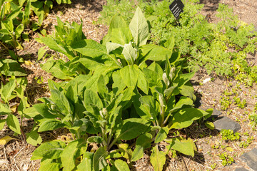 Common foxglove or Digitalis Purpurea plant in Zurich in Switzerland