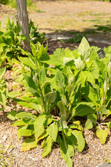Common foxglove or Digitalis Purpurea plant in Zurich in Switzerland