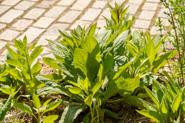 Common foxglove or Digitalis Purpurea plant in Zurich in Switzerland