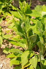 Common foxglove or Digitalis Purpurea plant in Zurich in Switzerland