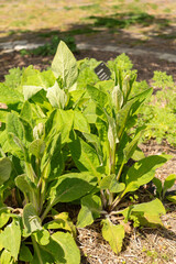 Common foxglove or Digitalis Purpurea plant in Zurich in Switzerland