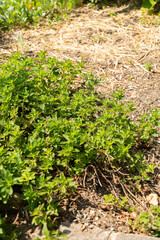 Oregano or Origanum Vulgaris plant in Zurich in Switzerland