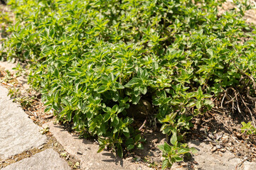 Oregano or Origanum Vulgaris plant in Zurich in Switzerland