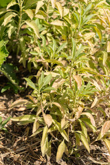 Californian white sage or Salvia Apiana plant in Zurich in Switzerland