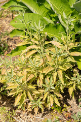 Californian white sage or Salvia Apiana plant in Zurich in Switzerland