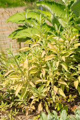 Californian white sage or Salvia Apiana plant in Zurich in Switzerland