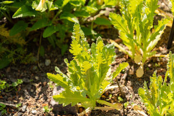Opium poppy or Papaver Somniferum plant in Zurich in Switzerland