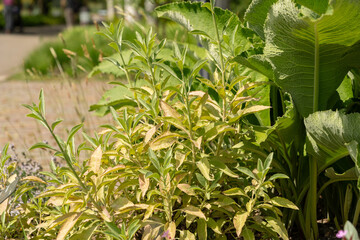 Californian white sage or Salvia Apiana plant in Zurich in Switzerland
