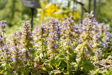 Bugle or Ajuga Reptans plant in Zurich in Switzerland