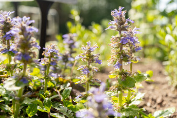 Bugle or Ajuga Reptans plant in Zurich in Switzerland