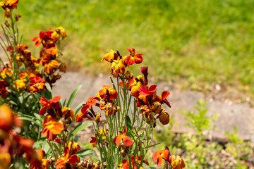 Wallflower or Erysimum Cheiri plant in Zurich in Switzerland