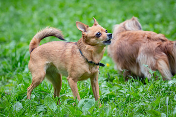 A Chihuahua dog in a Sunny clearing. Hot day.