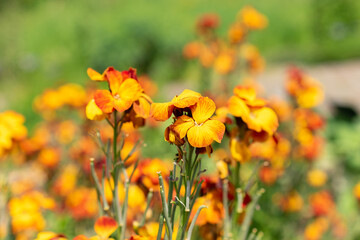 Wallflower or Erysimum Cheiri plant in Zurich in Switzerland