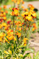 Wallflower or Erysimum Cheiri plant in Zurich in Switzerland