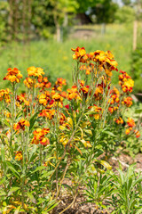 Wallflower or Erysimum Cheiri plant in Zurich in Switzerland