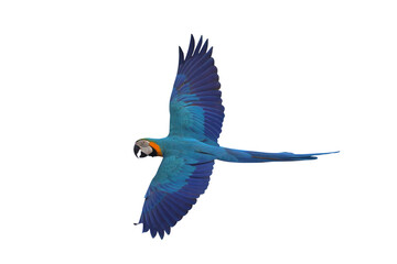 Colorful flying Blue and Gold Macaw parrot isolated on transparent background png file
