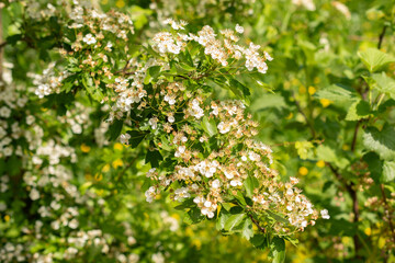 Common hawthorn or Crataegus Monogyna plant in Zurich in Switzerland