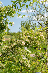 Common hawthorn or Crataegus Monogyna plant in Zurich in Switzerland