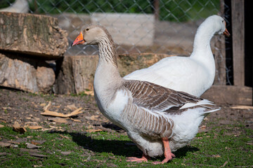 A grey goose walks through the village in close-up.