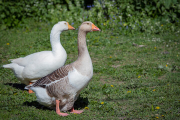 A grey goose walks through the village in close-up.