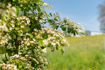 Common hawthorn or Crataegus Monogyna plant in Zurich in Switzerland