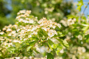 Common hawthorn or Crataegus Monogyna plant in Zurich in Switzerland