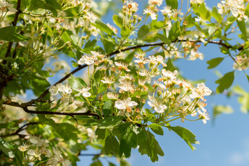 Common hawthorn or Crataegus Monogyna plant in Zurich in Switzerland