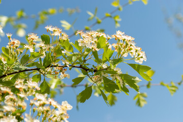Common hawthorn or Crataegus Monogyna plant in Zurich in Switzerland